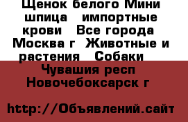 Щенок белого Мини шпица , импортные крови - Все города, Москва г. Животные и растения » Собаки   . Чувашия респ.,Новочебоксарск г.